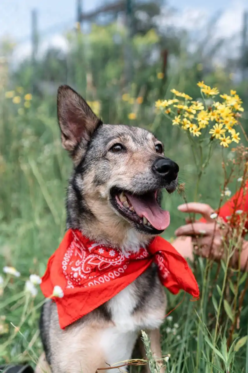 Ищет дом милая Дори