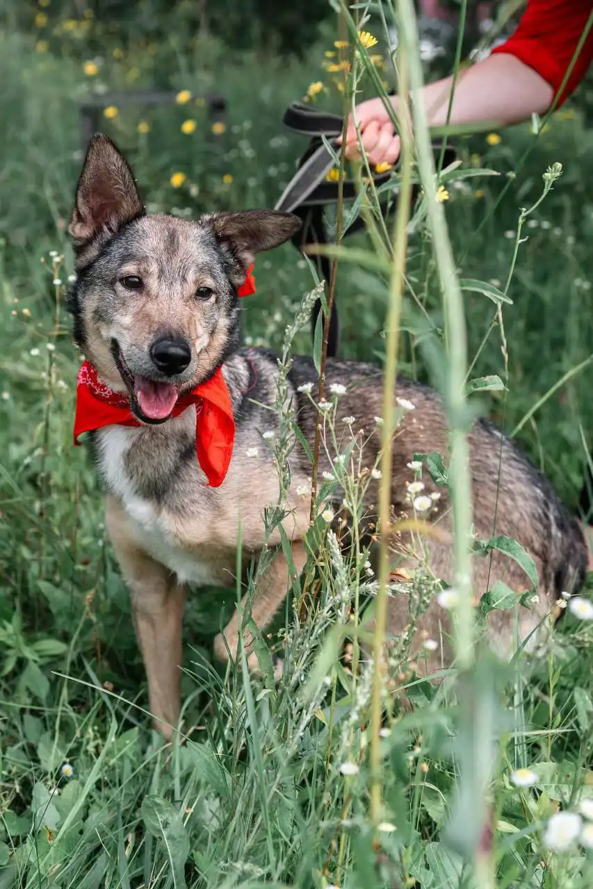 Ищет дом милая Дори