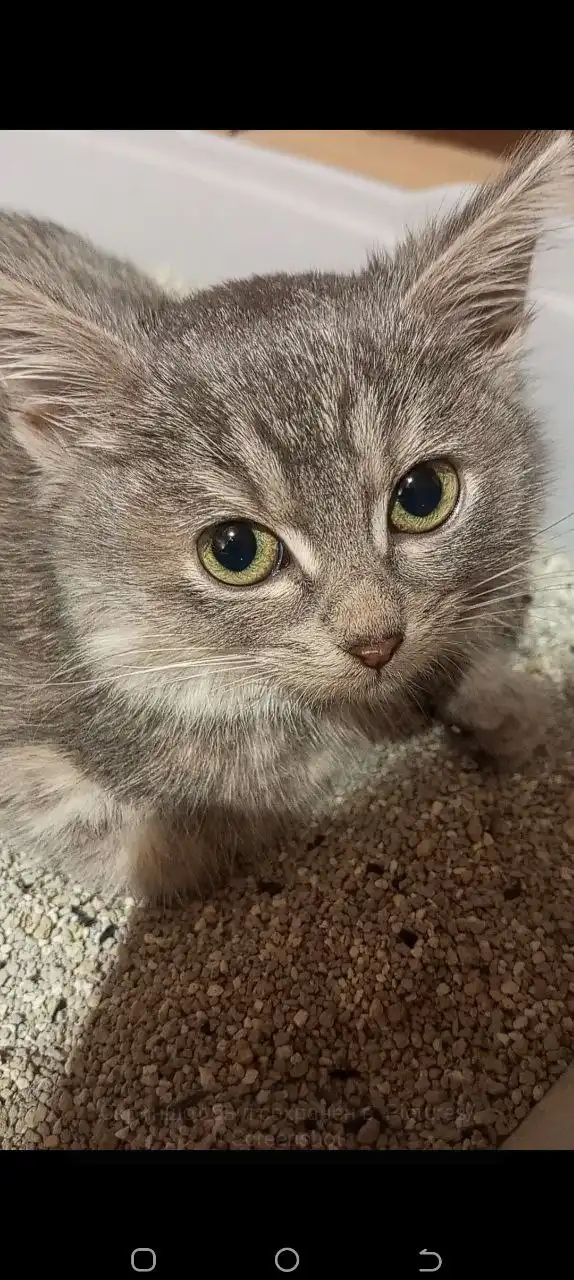 Ищем семью для маленькой кошечки - частное объявление в Нижний Новгород