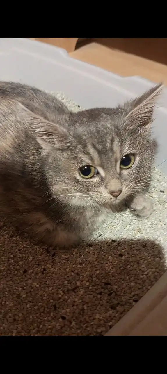 Ищем семью для маленькой кошечки