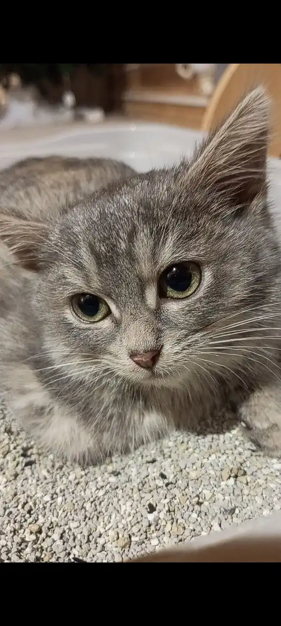 Ищем семью для маленькой кошечки