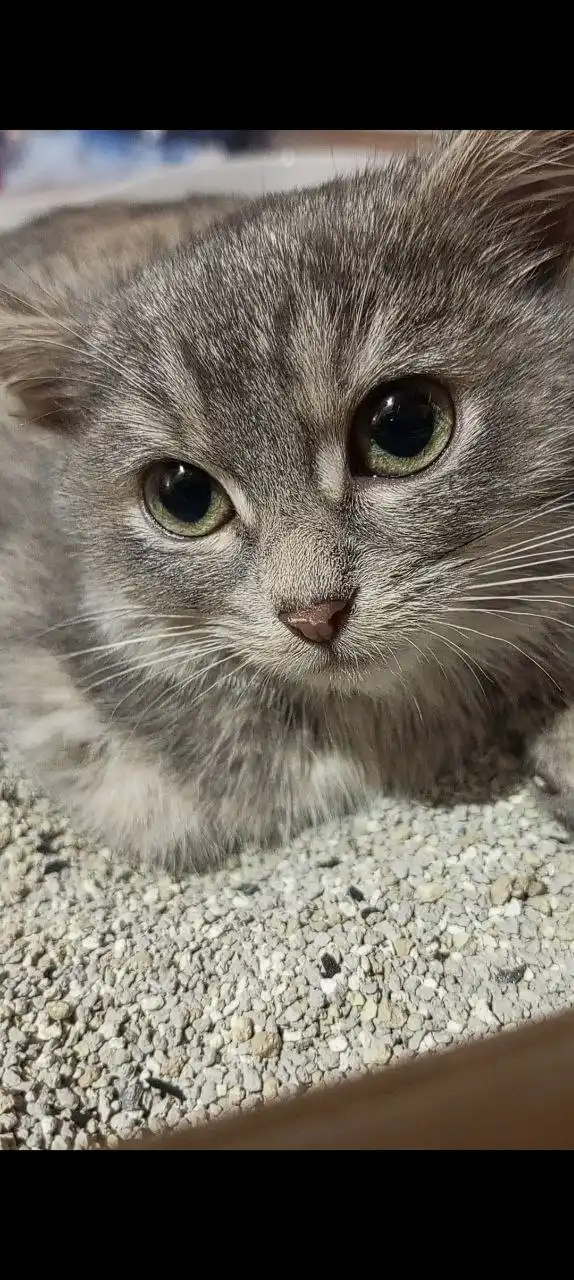 Ищем семью для маленькой кошечки