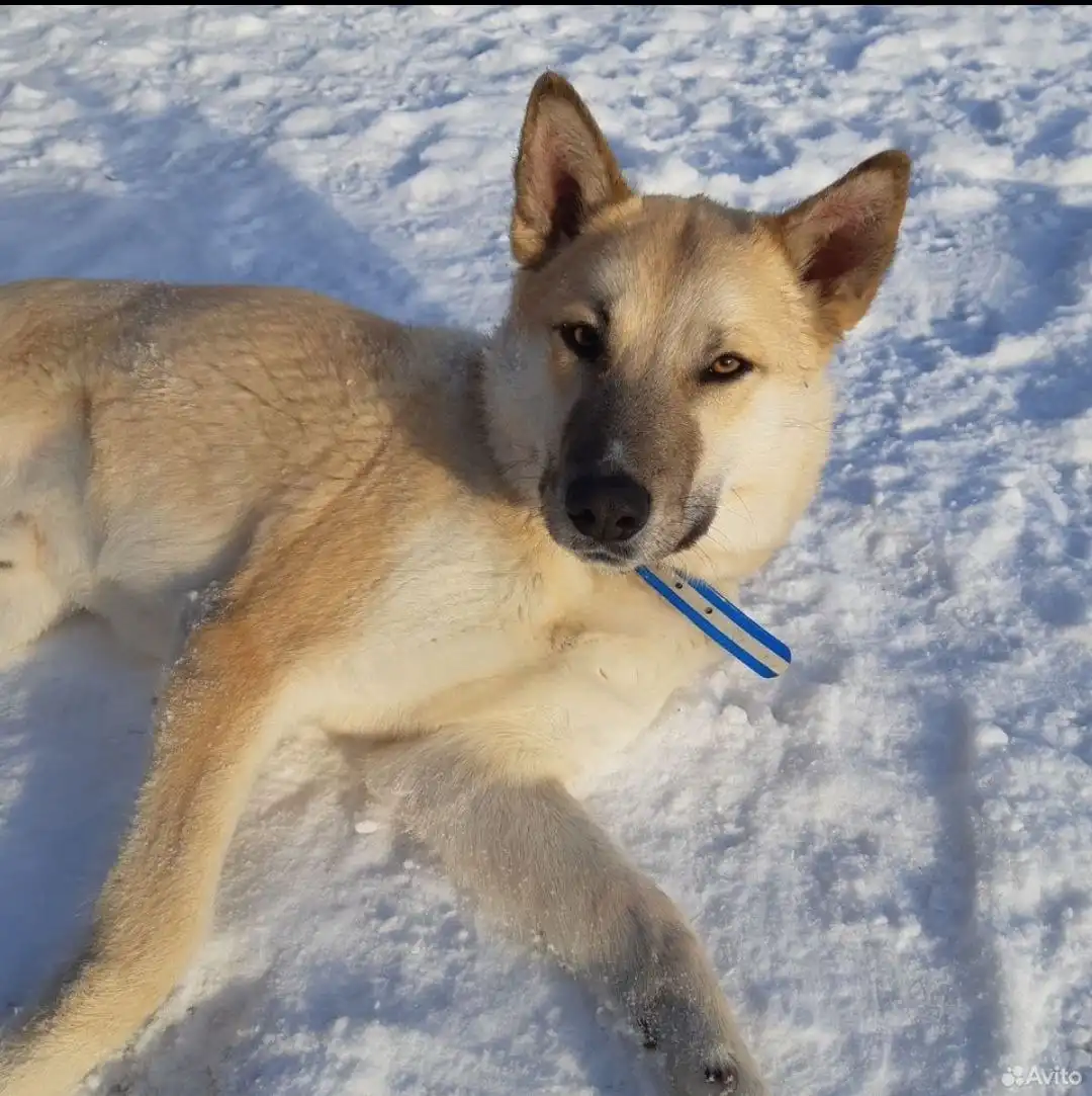 Лорд ищет дом