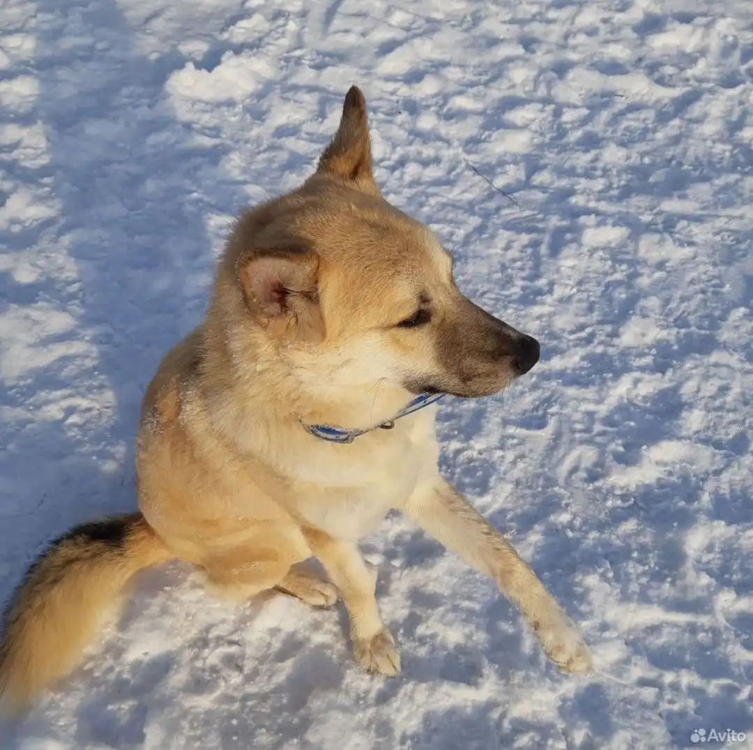 Лорд ищет дом