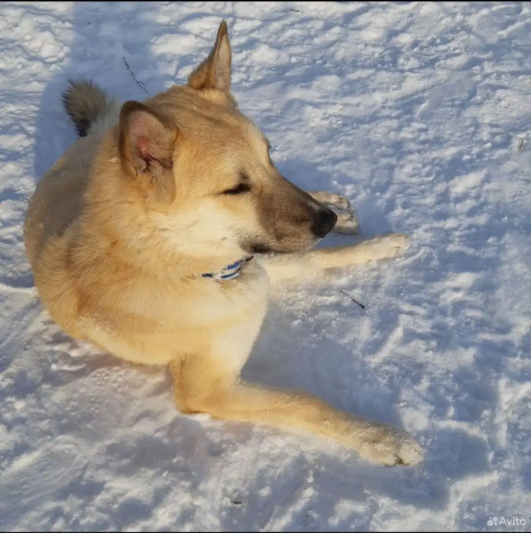 Лорд ищет дом