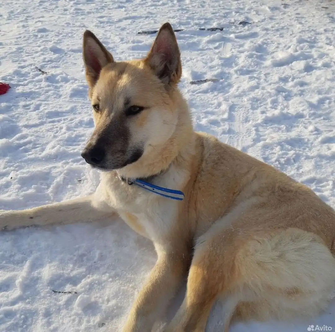 Лорд ищет дом