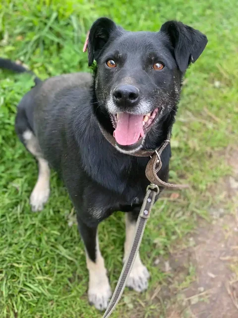 Яша - верный пес из Белоруссии ищет хозяина в Нижнем Новгороде - Животные в Нижний Новгород