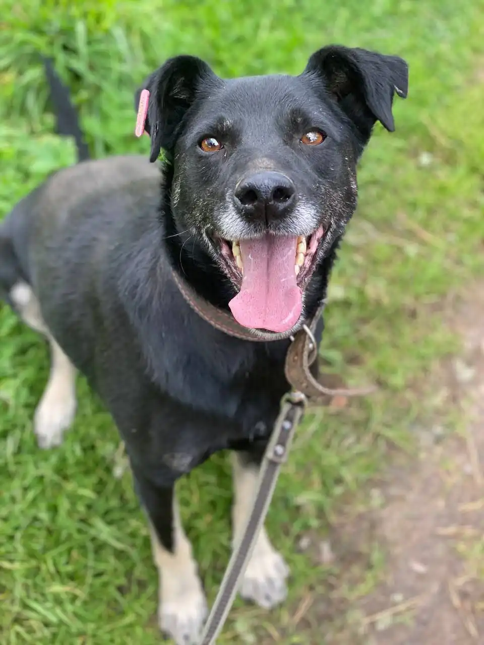 Яша - верный пес из Белоруссии ищет хозяина в Нижнем Новгороде