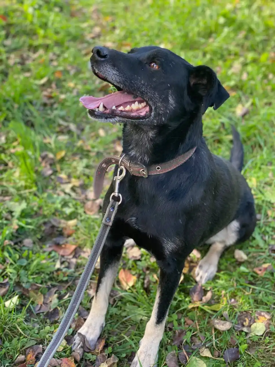 Яша - верный пес из Белоруссии ищет хозяина в Нижнем Новгороде