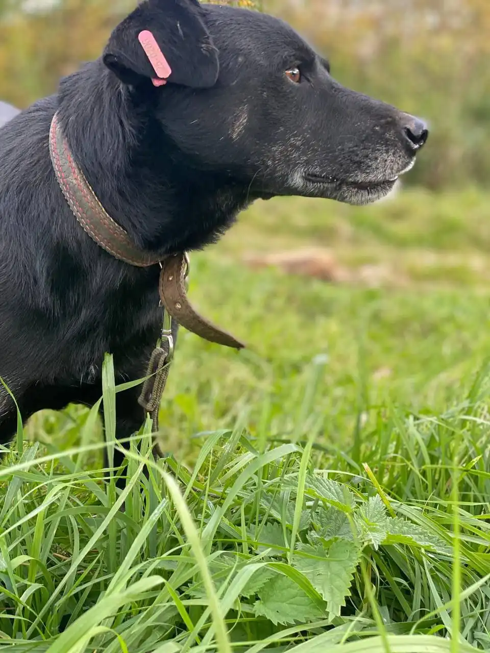 Яша - верный пес из Белоруссии ищет хозяина в Нижнем Новгороде