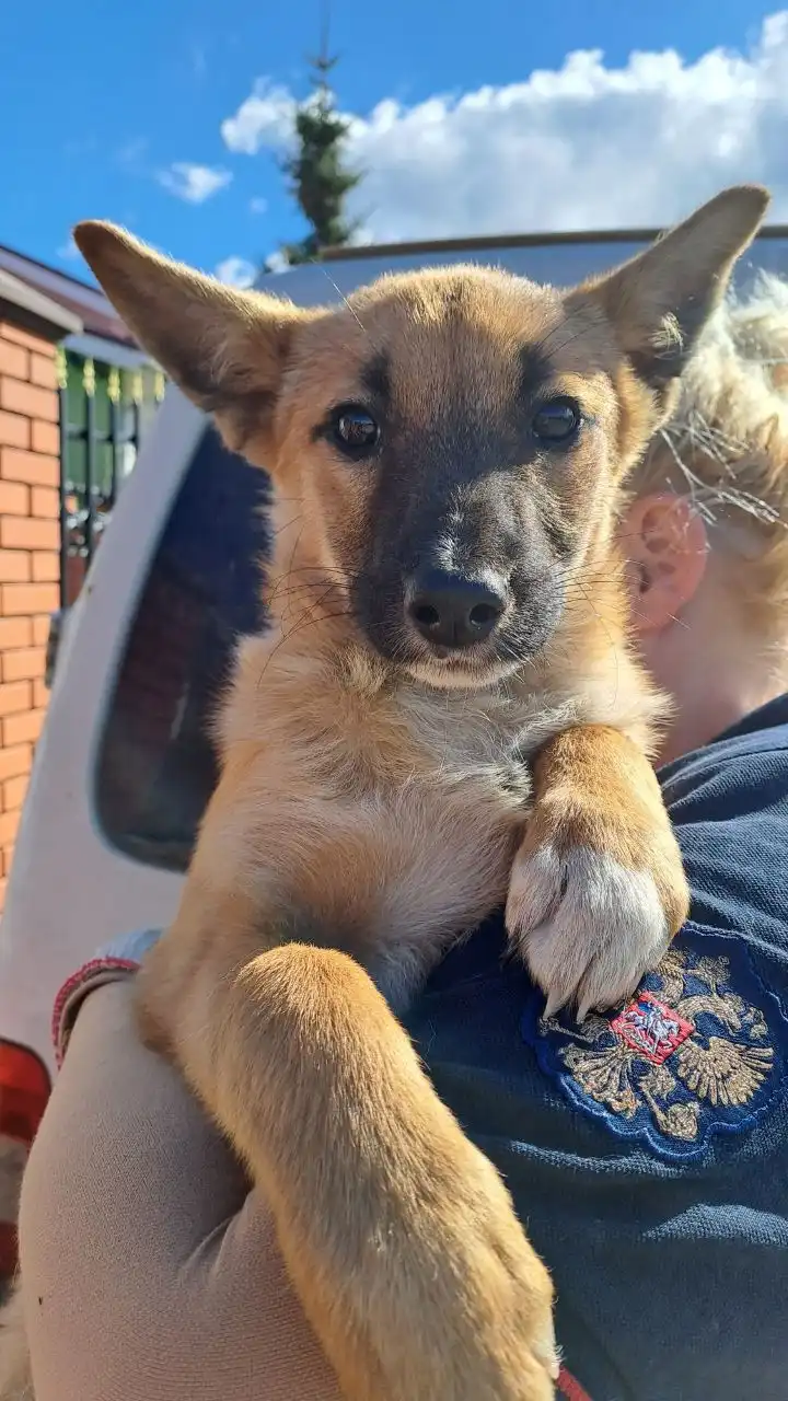 Щенок Лиза ищет дом и хозяина