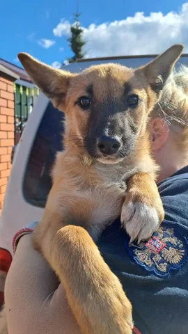 Щенок Лиза ищет дом и хозяина - Животные в Нижний Новгород