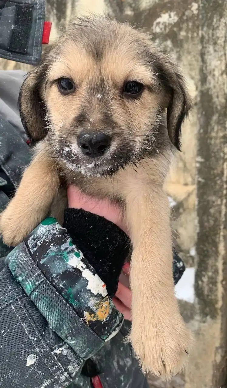 Щенки среднего размера 3 месяца