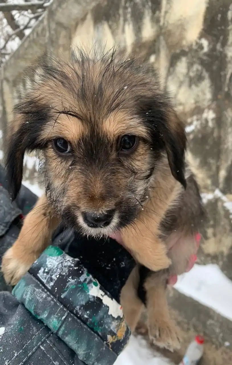 Щенки среднего размера 3 месяца