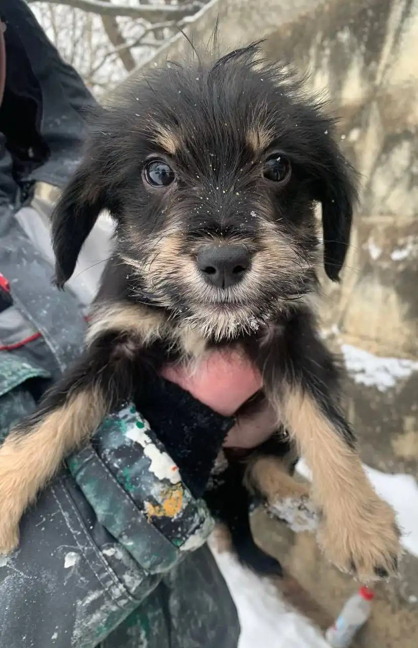 Щенки среднего размера 3 месяца