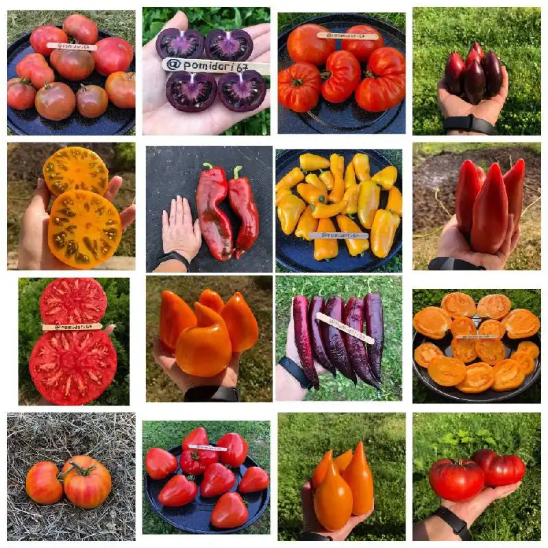 Продажа семян томатов и перца с доставкой