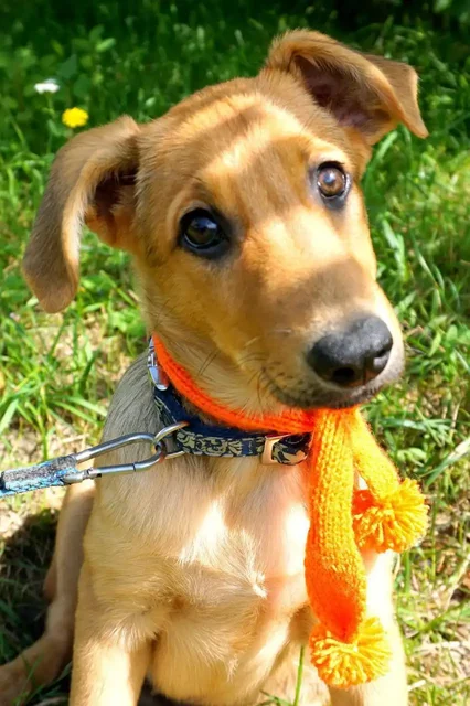 Ищем семью и дом для Златы - Собаки в Нижний Новгород