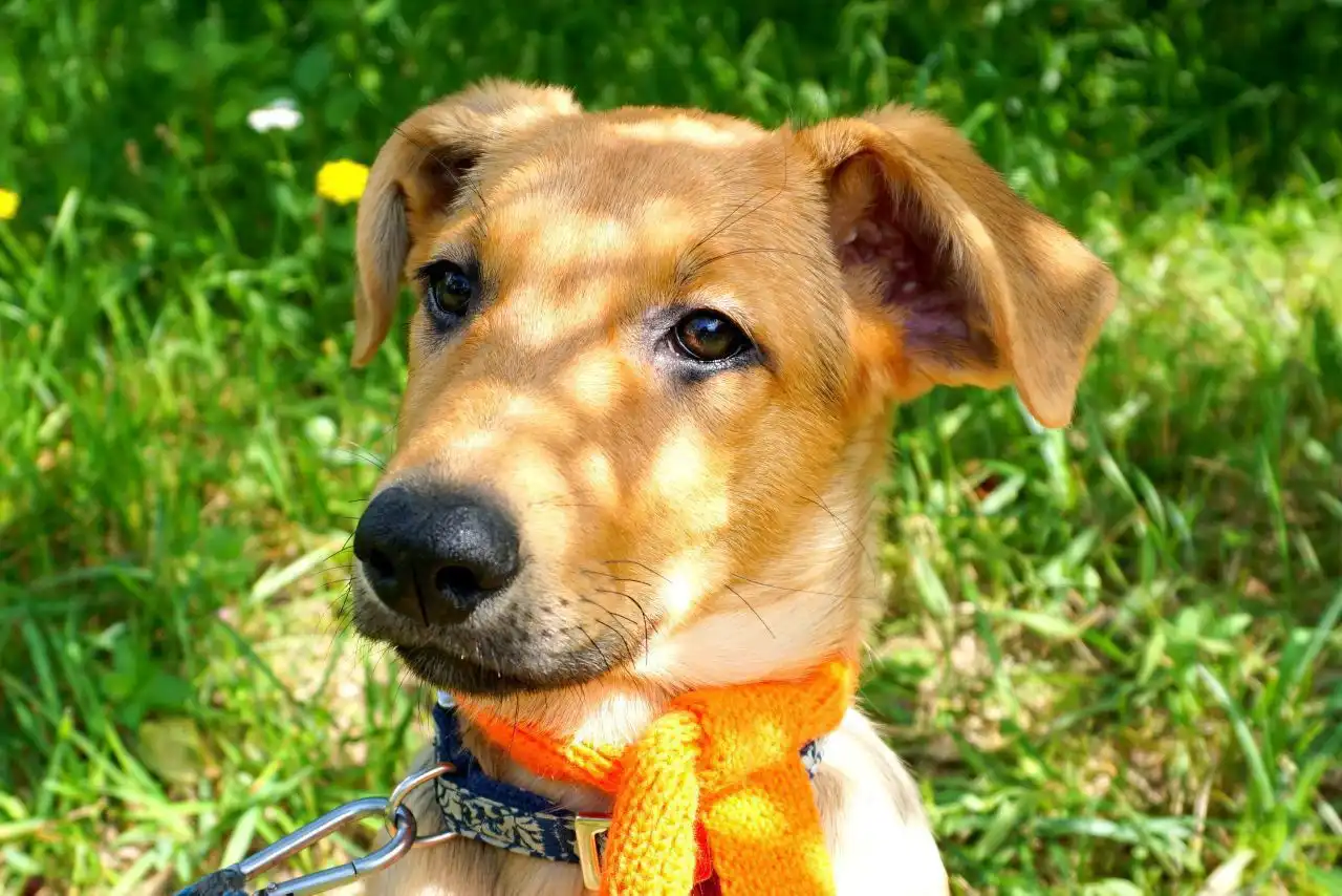 Ищем семью и дом для Златы - Собаки (Животные) в Нижний Новгород