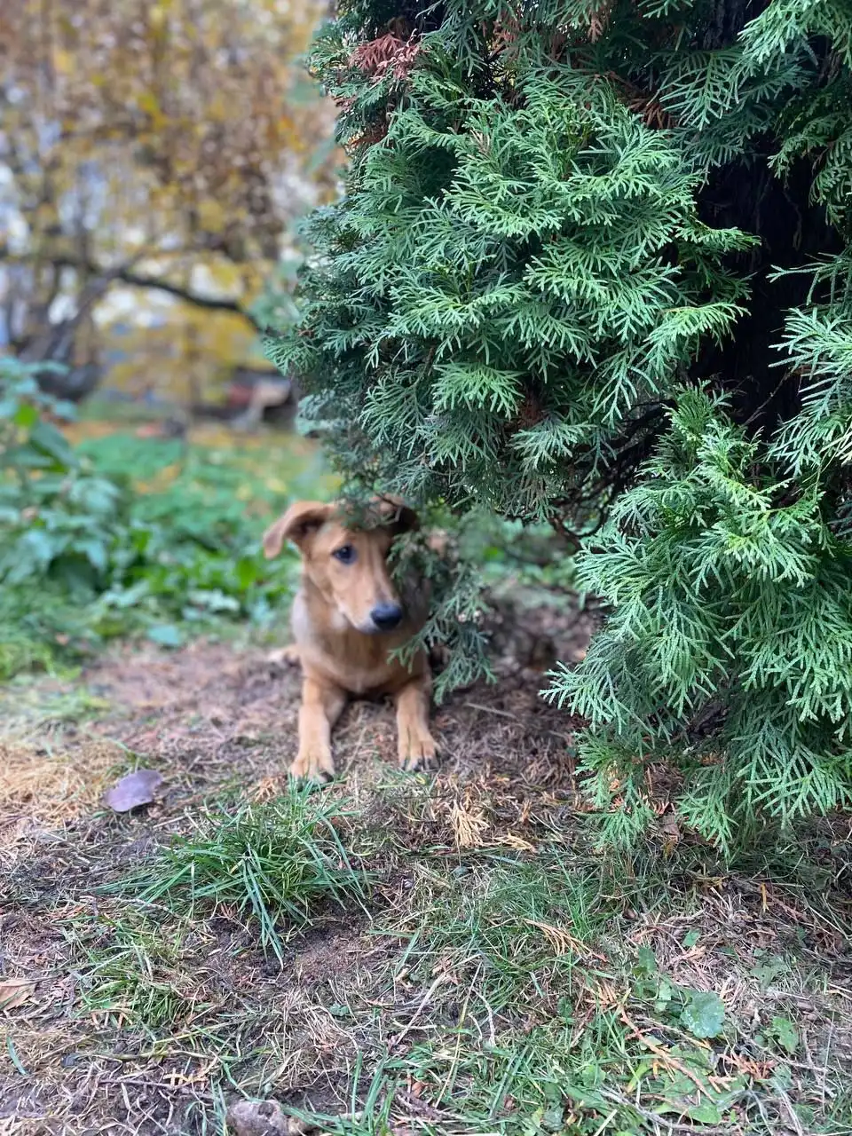 Ищем семью и дом для Златы - Собаки (Животные) в Нижний Новгород