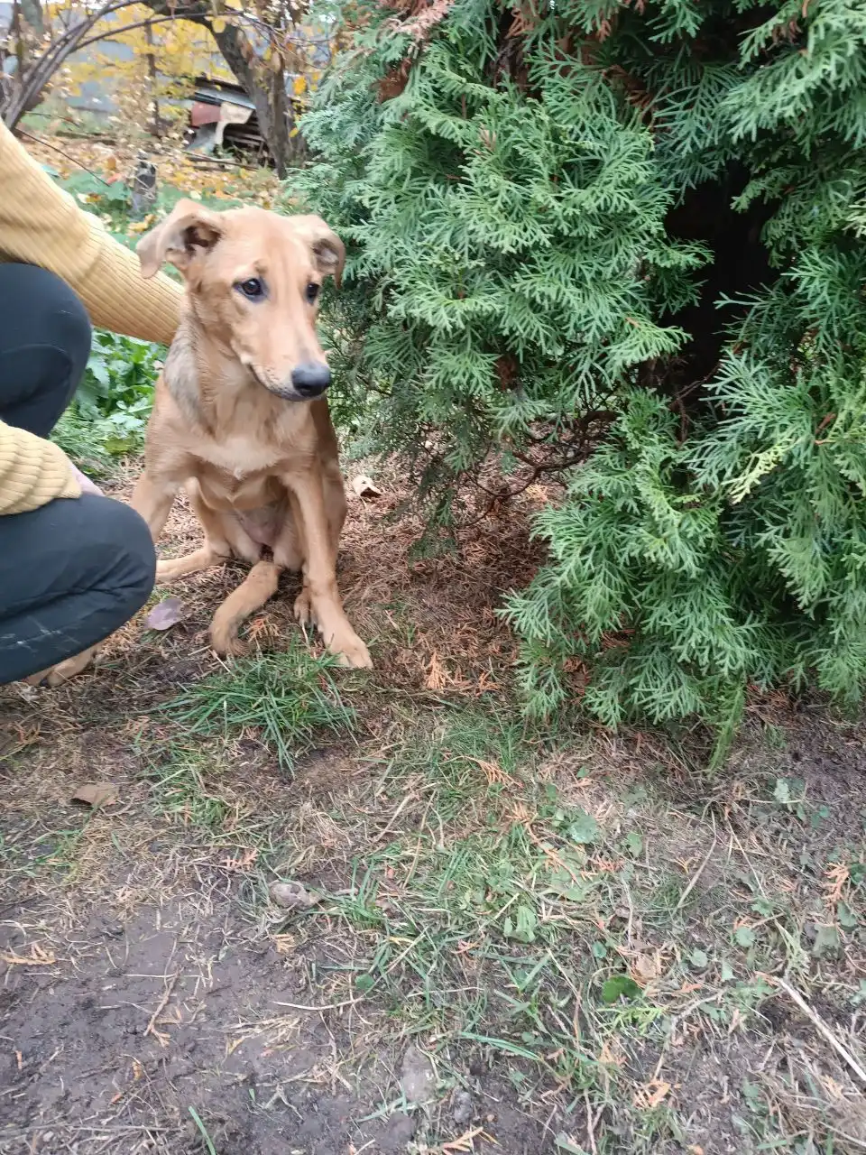 Ищем семью и дом для Златы - Собаки (Животные) в Нижний Новгород