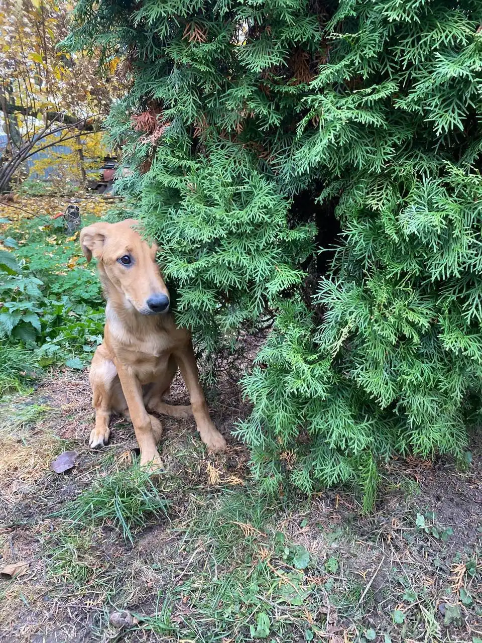 Ищем семью и дом для Златы - Собаки (Животные) в Нижний Новгород