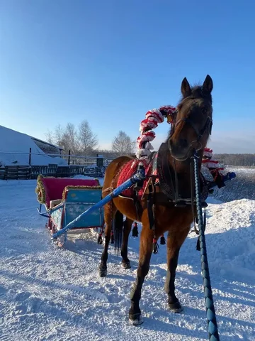 Масленица в Конном Дворике с катанием на лошадях и блинами - Красота в Нижний Новгород