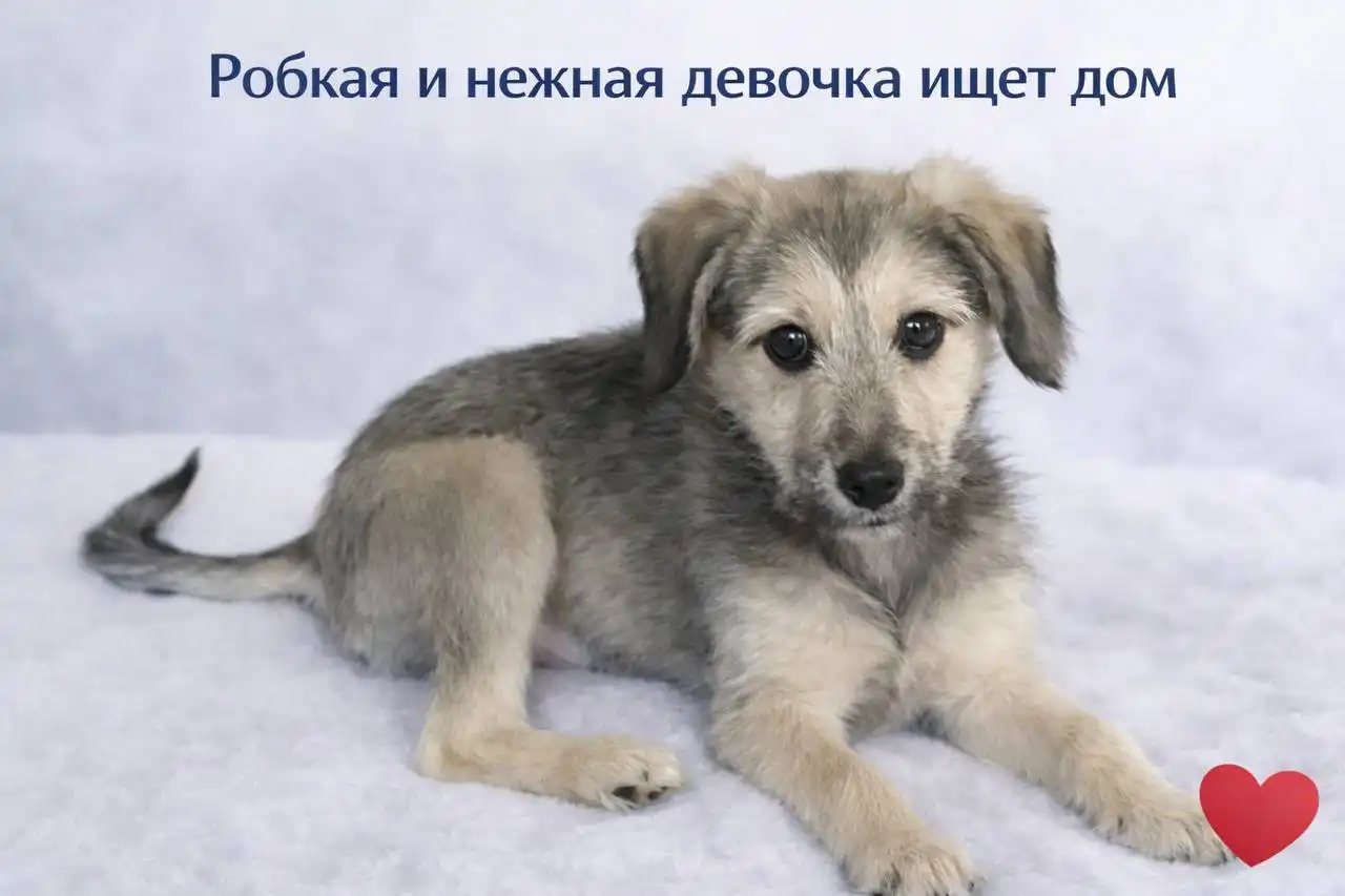 Щенок Гретта, 3-4 месяца, ищет дом - Собаки (Животные) в Нижний Новгород