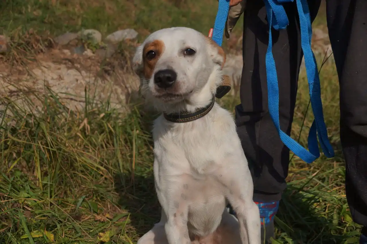 Песик Арчи ищет дом - Собаки в Нижний Новгород