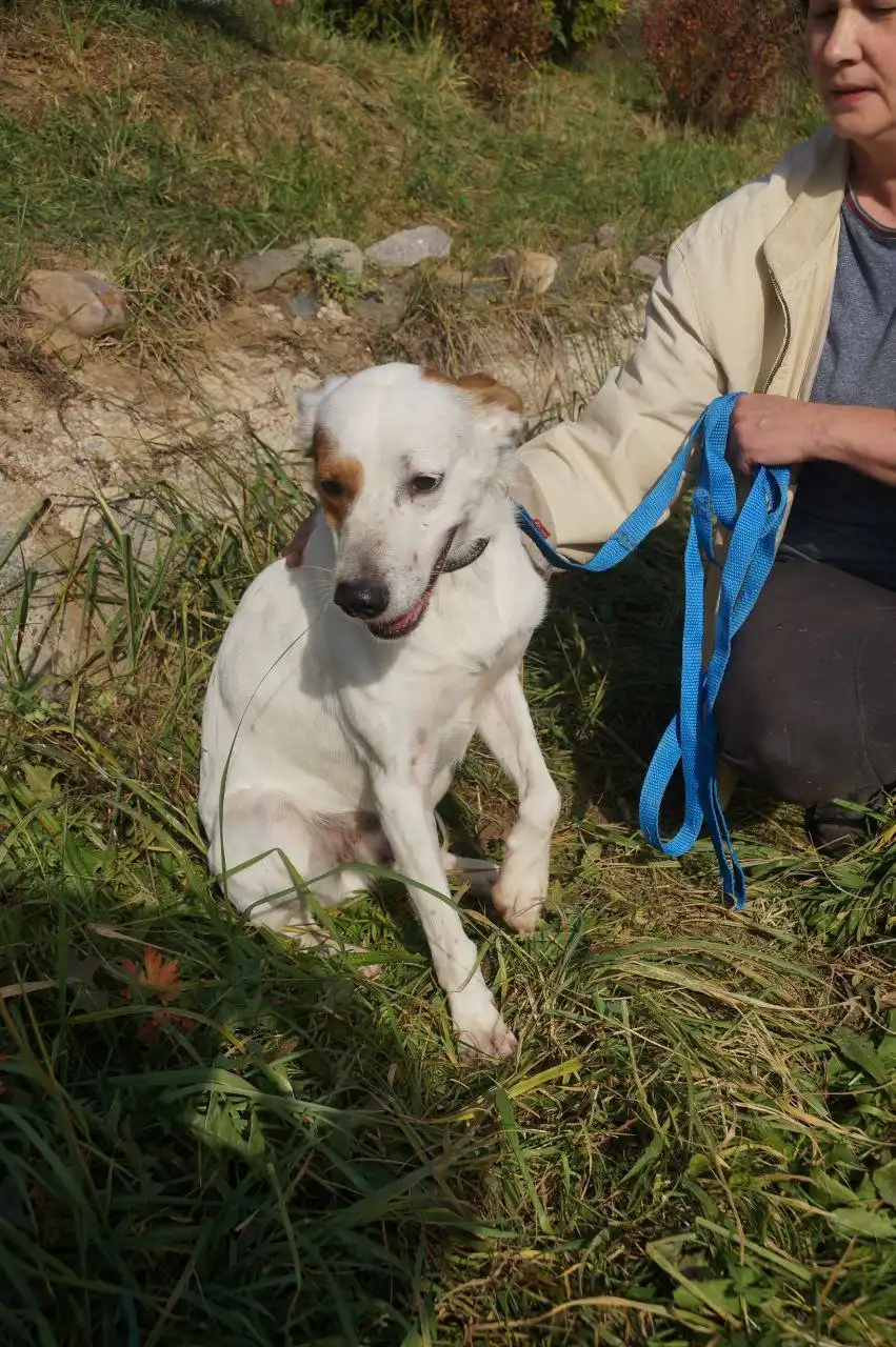 Песик Арчи ищет дом - Собаки (Животные) в Нижний Новгород