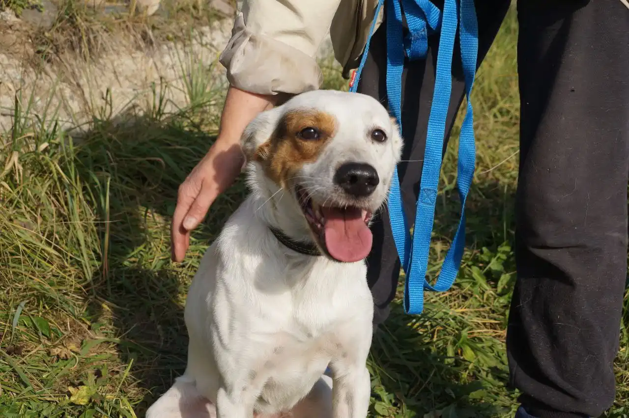 Песик Арчи ищет дом - Собаки (Животные) в Нижний Новгород