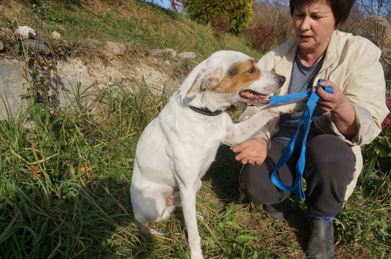 Песик Арчи ищет дом - Собаки (Животные) в Нижний Новгород