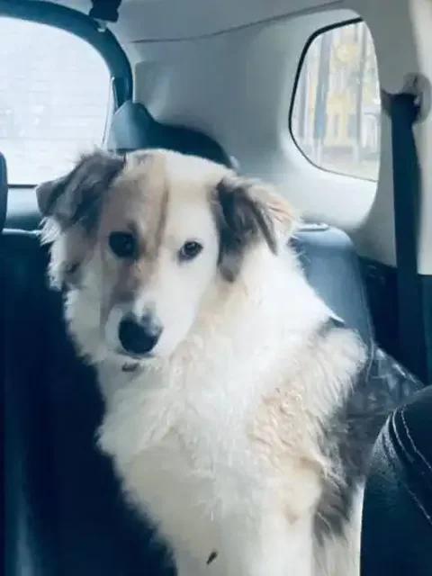 Ищем дом для собаки Бима - частное объявление в Нижний Новгород