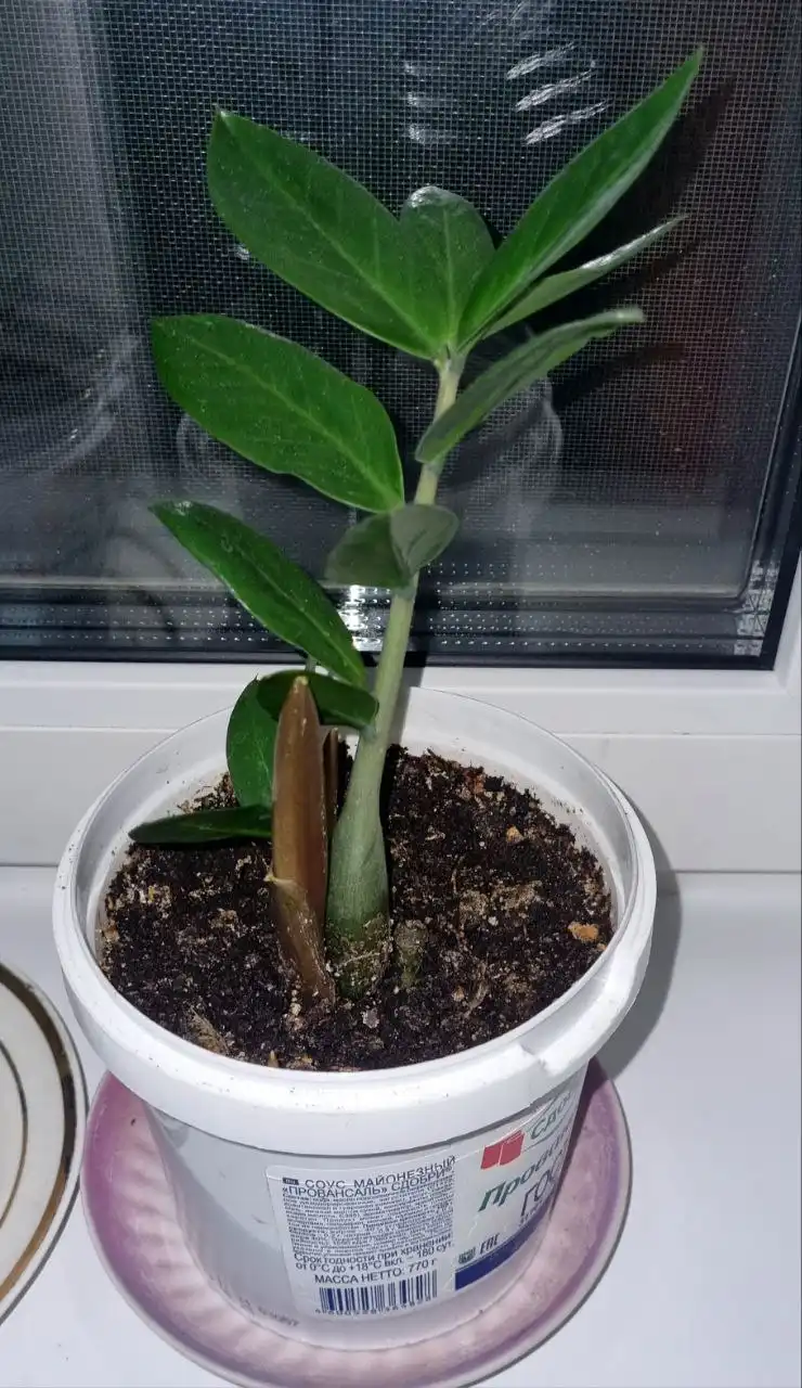 Замиокулькасы с новыми ростками в Кстово - Растения (Хобби и отдых) в Кстово