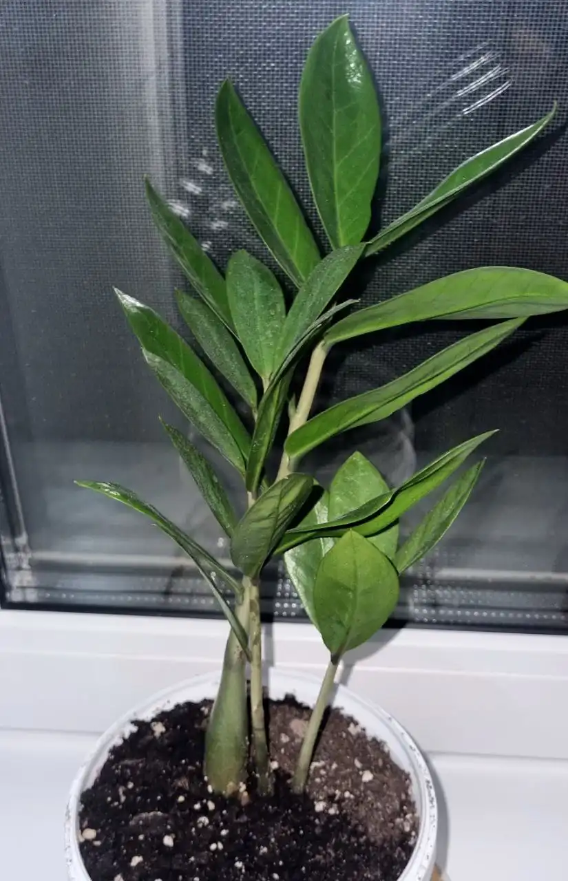 Замиокулькасы с новыми ростками в Кстово - Растения (Хобби и отдых) в Кстово