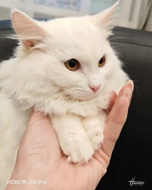 Котёнок Снежка для ответственных хозяев - Животные в Нижний Новгород