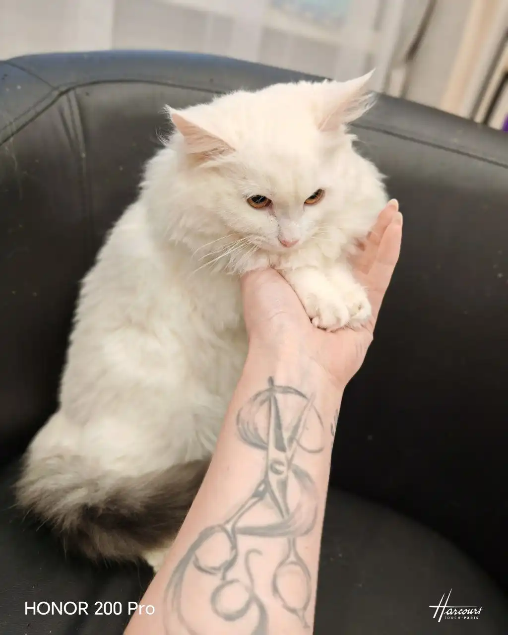 Котёнок Снежка для ответственных хозяев - Кошки/Котята (Животные) в Нижний Новгород