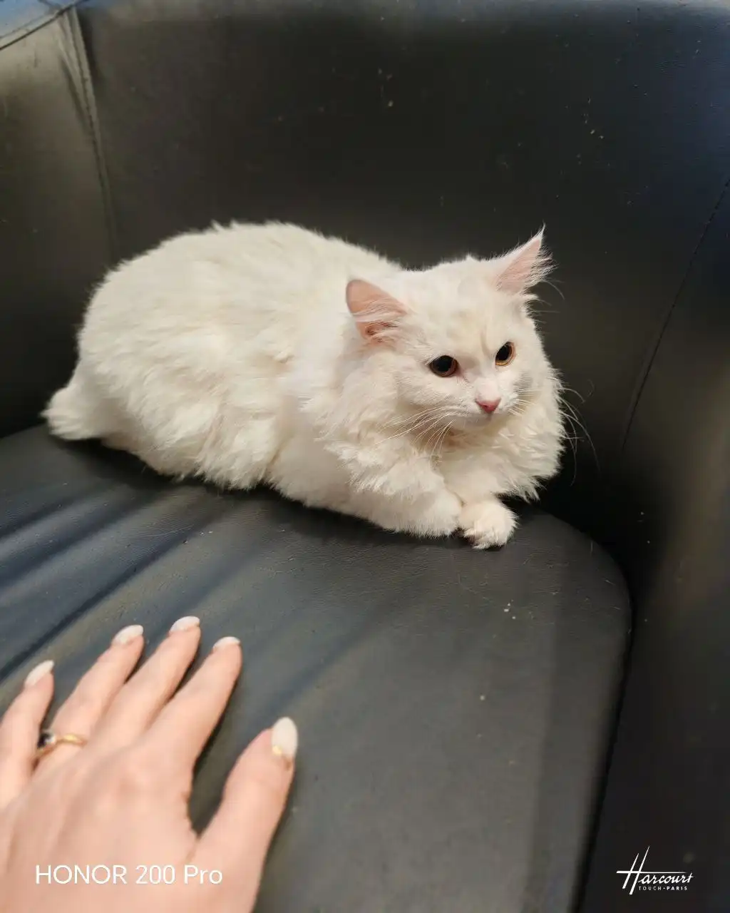 Котёнок Снежка для ответственных хозяев - Кошки/Котята (Животные) в Нижний Новгород