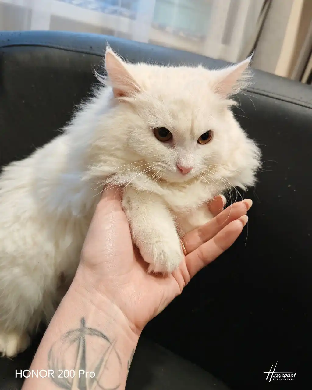 Котёнок Снежка для ответственных хозяев - Кошки/Котята (Животные) в Нижний Новгород