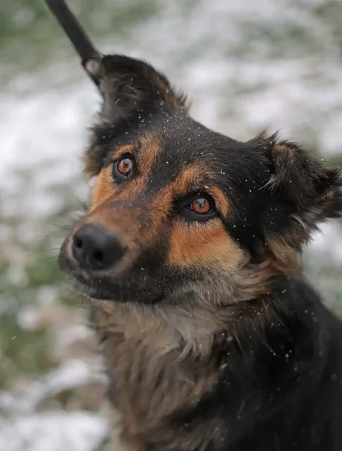 Молодая сука овчаристого типа кличка Сара ищет хозяина - Животные в Нижний Новгород