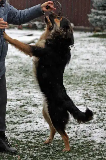 Молодая сука овчаристого типа кличка Сара ищет хозяина - Собаки (Животные) в Нижний Новгород