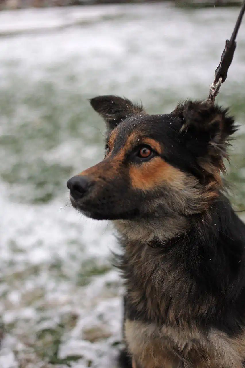 Молодая сука овчаристого типа кличка Сара ищет хозяина - Собаки (Животные) в Нижний Новгород