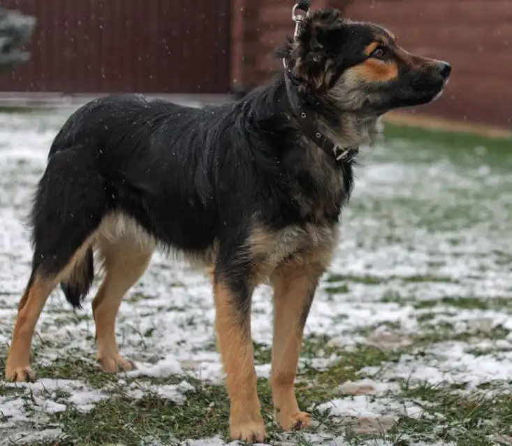 Молодая сука овчаристого типа кличка Сара ищет хозяина - Собаки (Животные) в Нижний Новгород