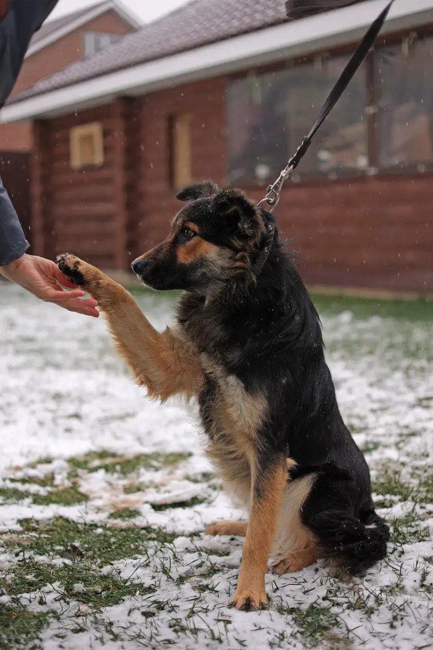 Молодая сука овчаристого типа кличка Сара ищет хозяина - Собаки (Животные) в Нижний Новгород