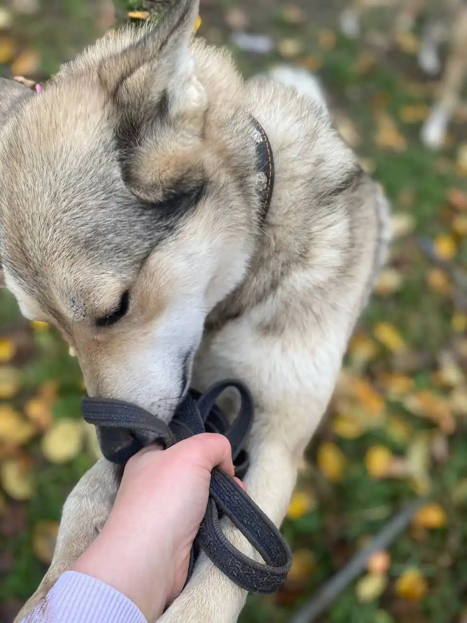 Кот Лайк ищет новый дом - Кошки (Животные) в Нижний Новгород