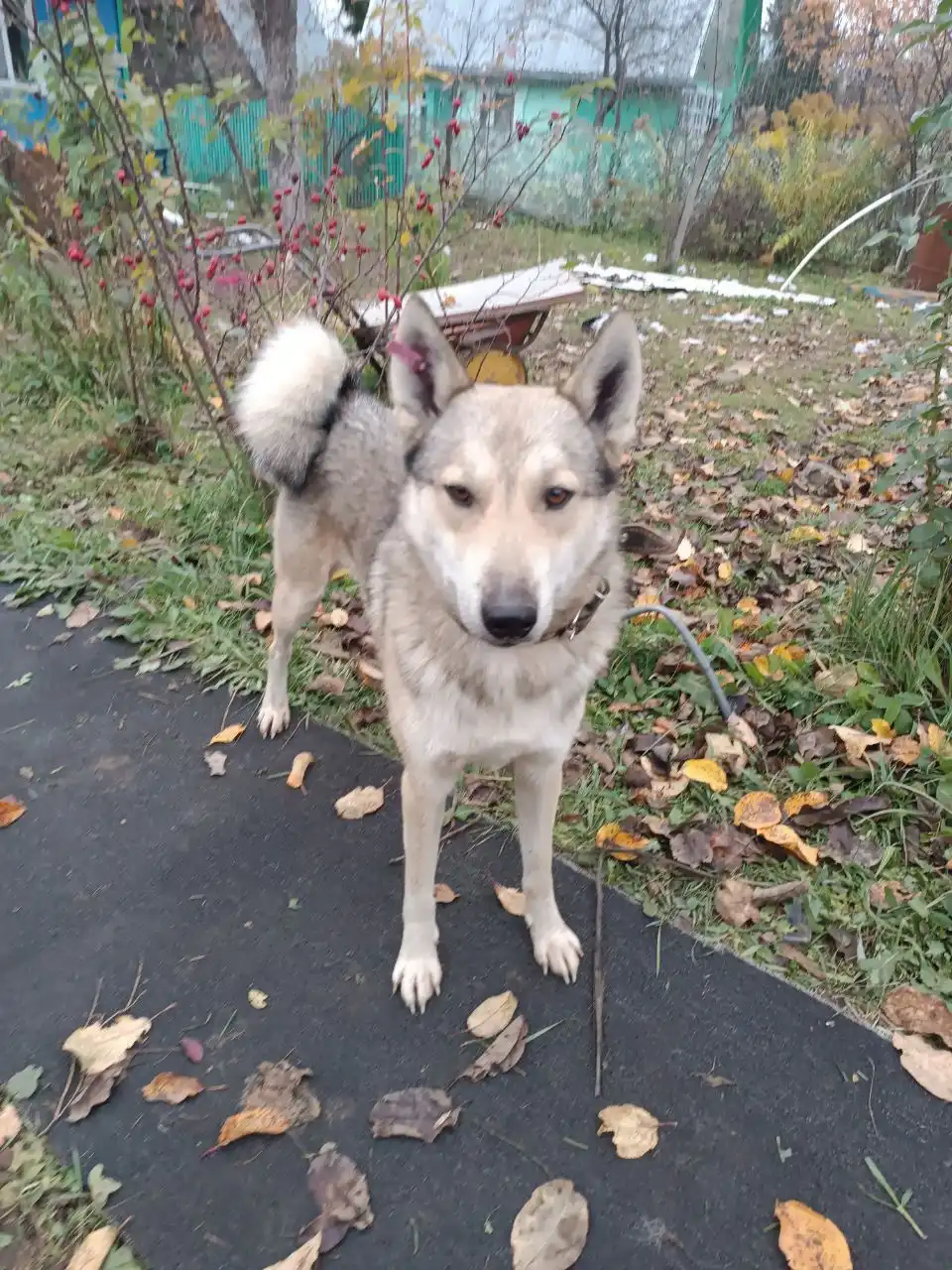 Кот Лайк ищет новый дом - Кошки (Животные) в Нижний Новгород