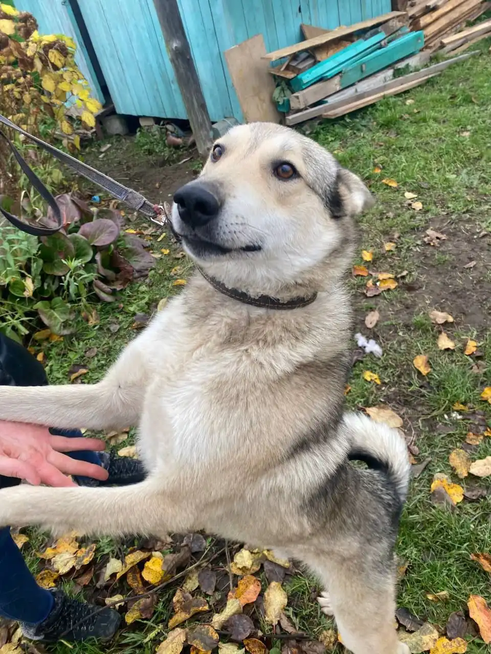 Кот Лайк ищет новый дом - Кошки (Животные) в Нижний Новгород