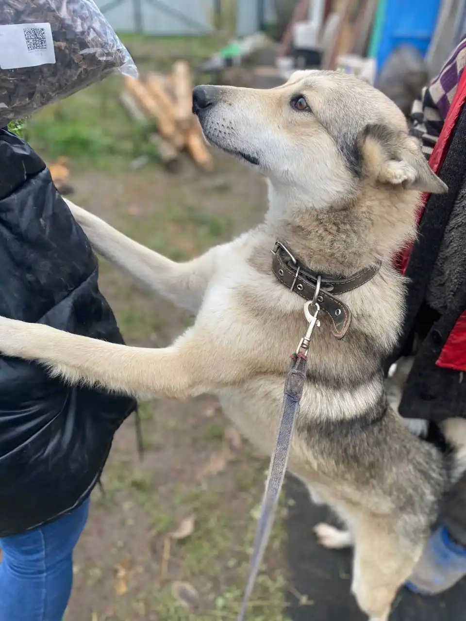 Кот Лайк ищет новый дом - Кошки (Животные) в Нижний Новгород