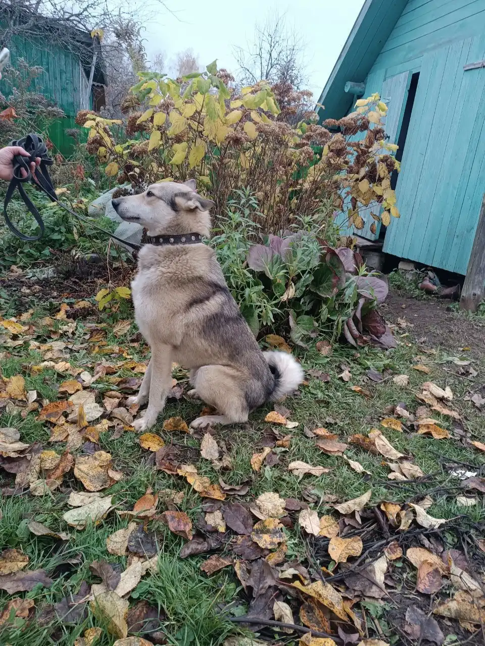 Кот Лайк ищет новый дом - Кошки (Животные) в Нижний Новгород