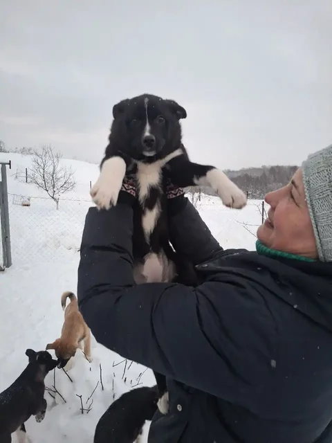 Щеночки 4 месяца, привиты, ищут хозяев - Животные в Нижний Новгород