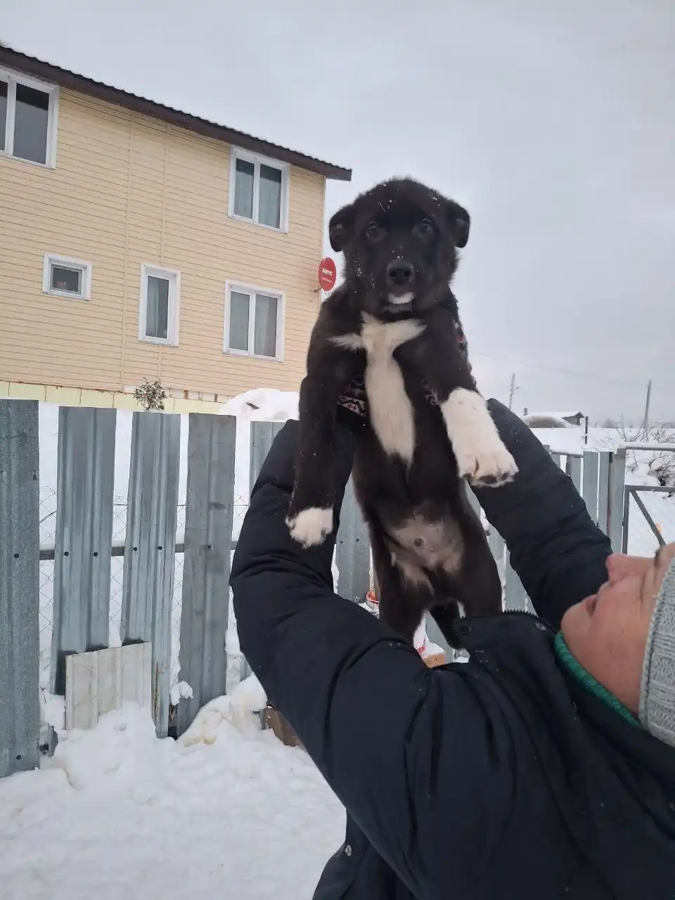Щеночки 4 месяца, привиты, ищут хозяев - Собаки (Животные) в Нижний Новгород
